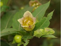 颠茄草