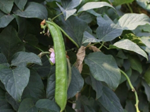 刀豆根