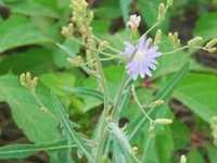 苦芺
