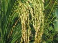 稻草