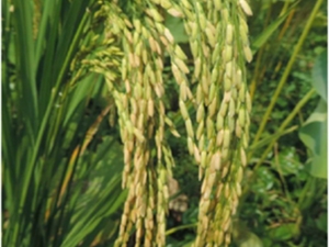 稻草
