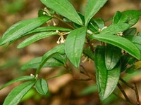 矮茎朱砂根