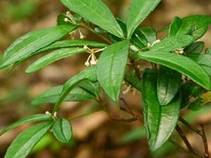 矮茎朱砂根