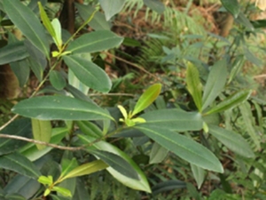 大头茶果