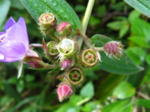 蚂蚁花根