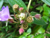 蚂蚁花根