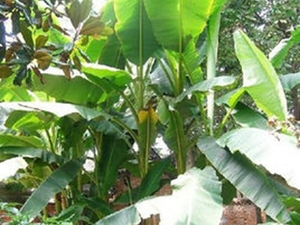 芭蕉根
