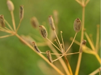 砂茴香子
