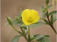 待宵草