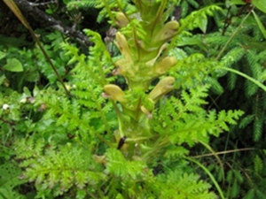 五凤朝阳草