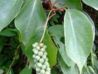 吊吊果