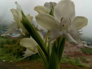 白蝶花