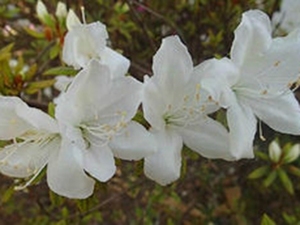 白杜鹃花