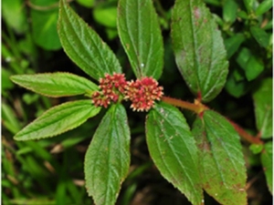 大飞扬草