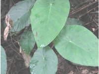 小毒芋