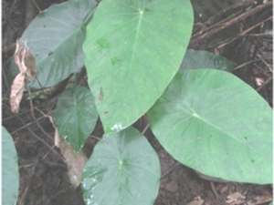 小毒芋