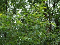 水杨根