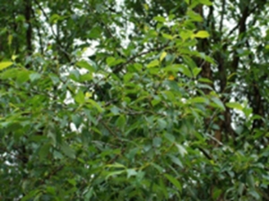 水杨根