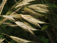 雀麦米