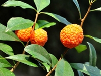 山荔枝果