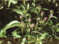 驱虫斑鸠菊