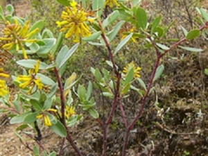 荛花