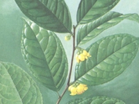 小果金花茶叶