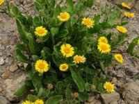 虱草花