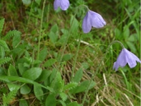 五脉绿绒蒿花