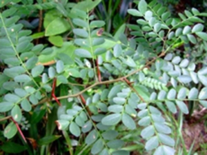 小果皂角