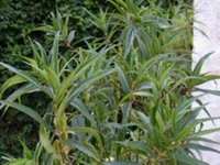 水麻根
