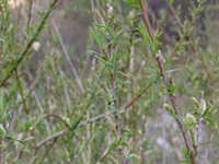 小红柳根