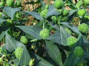 续随子茎中白汁