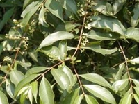 山岗稔