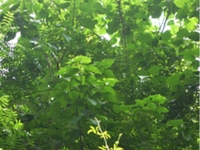 楸木皮