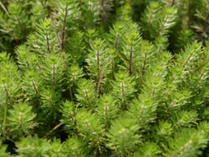 虱婆草