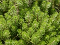 虱婆草
