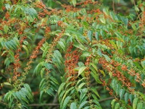 山朗木根