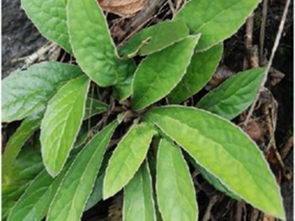 石面枇杷 - 求真百科