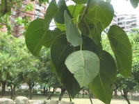 血桐
