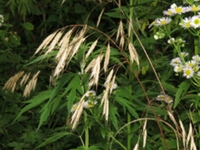 雀麦