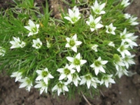 雪灵芝