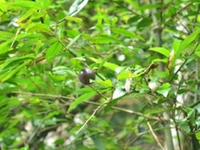 屈头鸡根