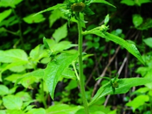 挖耳子草