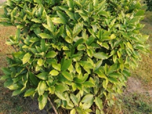 天脚板根