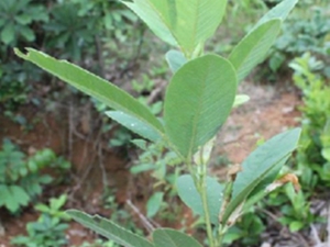 山葛薯