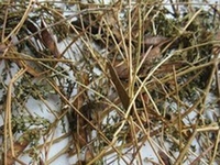 山扁豆