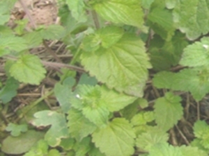小败火草