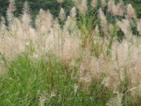 甜根子草