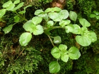 水石油菜